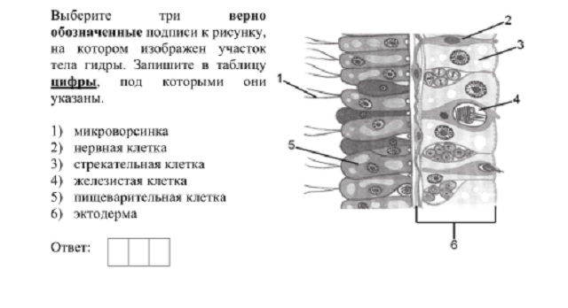 Kraken сайт анонимных